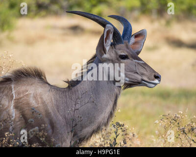 Großen männlichen größere Kudu Antilope mit langen Hörnern Porträt in Savanne Landschaft, Moremi NP, Botswana Stockfoto