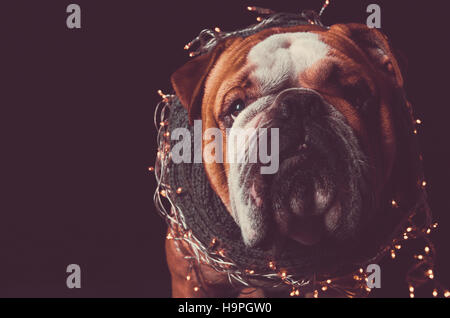 Porträt des English Bulldog mit Weihnachten Lichter, leeren Raum und low-Key-Technik Stockfoto