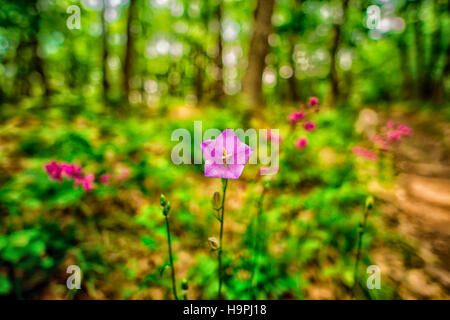 Wilde Blumen Stockfoto