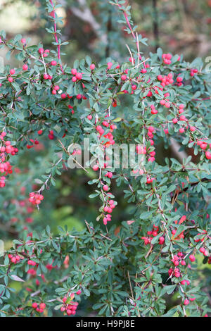 Berberis-Beeren im Herbst. Stockfoto