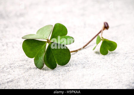 Kleeblätter Blätter auf Stein. Die symbolische Four Leaf Clover der Stockfoto