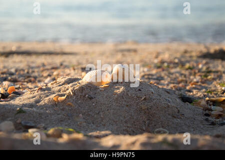 Sommerstrand. Zwei Muscheln auf sand Stockfoto