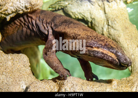 Chinesische Riesensalamander Andrias davidianus, männlich, Stockfoto