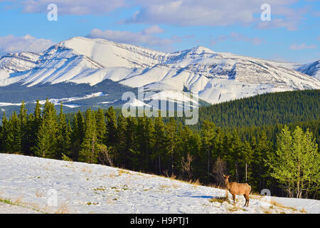 Die Rocky Mountains von British Columbia Kanada weiß mit einer Bedeckung von frischen Frühlingsschnee Stockfoto