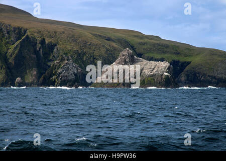 Gannetry, Brutkolonie der Basstölpel (Morus Bassanus / Sula Bassana) auf äußere Stack, Fair Isle, Shetland, Schottland Stockfoto