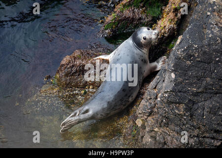 Gemeinsamen versiegeln / Dichtung Hafen / Hafen Dichtung (Phoca Vitulina) juvenile ruht auf Felsen auf Basis der Steilküste Stockfoto