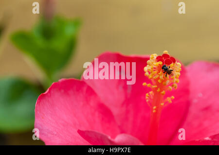 Die kleine stachellose Biene, Tetragonula Laeviceps, keinen gemeinsamen Namen Hibiscus Pollen. Stockfoto