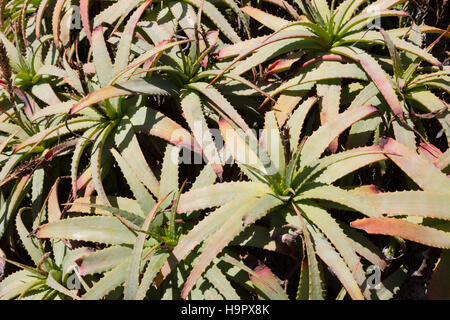 Sukkulente Pflanzen der Gattung Aloe, Südafrika Stockfoto
