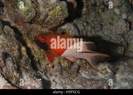 Lyretail Lippfische, Bodianus Anthioides, Labridae, Sharm el Sheikh, Rotes Meer, Ägypten Stockfoto