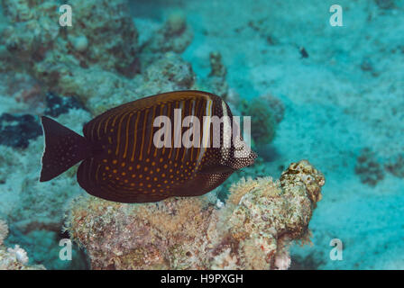 Rotes Meer Segelkärpflinge Tang oder Desjardins Segelkärpflinge Tang (Zebrasoma Desjardinii), Acanthuridae, Sharm el Sheikh, Rotes Meer, Ägypten Stockfoto