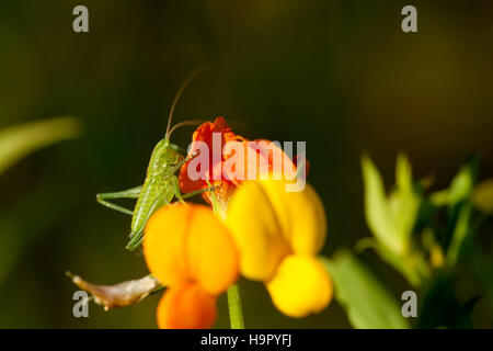 grüne Grasshopper(tettigonia viridissima) Sit-on-Blume Stockfoto