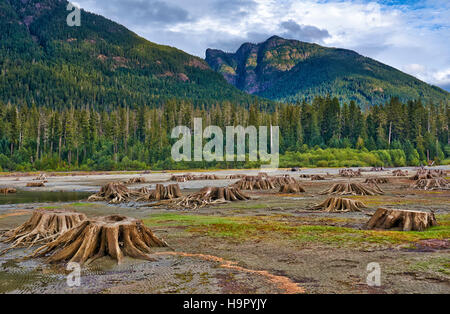 Baumwurzeln in Buttle Lake der Strathcona Provincial Park, Vancouver Island, British Columbia, Kanada Stockfoto