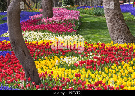 Tulpen im Park, Istanbul, Türkei Stockfoto