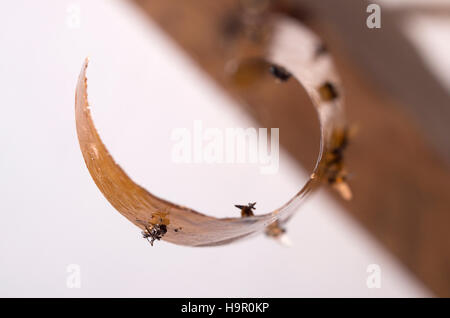 Fliegen fliegen Band Falle aufgeklebt Stockfoto