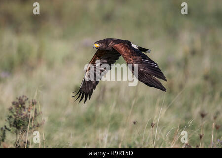 Harris Hawk im Flug Stockfoto