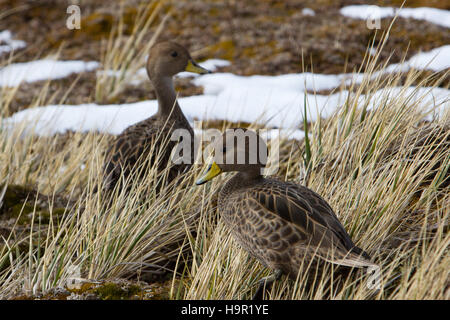 Süd-Georgien Pintail Enten auf South Georgia Island Stockfoto