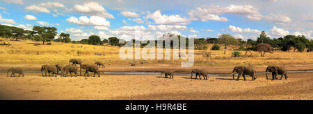 Elefantenherde roaming über Serengeti-Ebene. Stockfoto