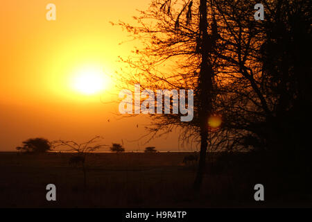 Sonnenuntergang über den Ebenen der Serengeti in Afrika. Stockfoto