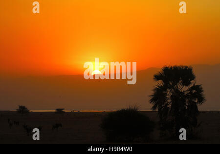 Sonnenuntergang über den Ebenen der Serengeti in Afrika. Stockfoto