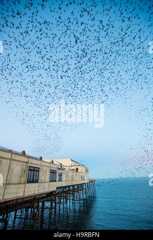 Aberystwyth, Wales, UK. Freitag, 25. November 2016. UK-Wetter: An der ersten Ampel an einem kalten und klaren Morgen brach Zehntausende Stare in riesige explosive Gruppen aus ihrer Übernachtung Schlafplatz auf den gusseisernen Beinen von Aberystwyth Pier. Jeden Tag sie ihre Fütterung zerstreuen in den Bereichen erdet und Betriebe vor der Rückkehr in der Abenddämmerung, dramatische Luftbilder Anzeigen über die Stadt Foto Credit durchzuführen: Keith Morris/Alamy Live News Stockfoto