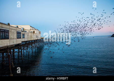 Aberystwyth, Wales, UK. Freitag, 25. November 2016. UK-Wetter: An der ersten Ampel an einem kalten und klaren Morgen brach Zehntausende Stare in riesige explosive Gruppen aus ihrer Übernachtung Schlafplatz auf den gusseisernen Beinen von Aberystwyth Pier. Jeden Tag sie ihre Fütterung zerstreuen in den Bereichen erdet und Betriebe vor der Rückkehr in der Abenddämmerung, dramatische Luftbilder Anzeigen über die Stadt Foto Credit durchzuführen: Keith Morris/Alamy Live News Stockfoto