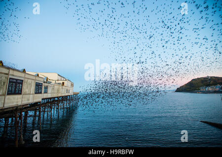 Aberystwyth, Wales, UK. Freitag, 25. November 2016. UK-Wetter: An der ersten Ampel an einem kalten und klaren Morgen brach Zehntausende Stare in riesige explosive Gruppen aus ihrer Übernachtung Schlafplatz auf den gusseisernen Beinen von Aberystwyth Pier. Jeden Tag sie ihre Fütterung zerstreuen in den Bereichen erdet und Betriebe vor der Rückkehr in der Abenddämmerung, dramatische Luftbilder Anzeigen über die Stadt Foto Credit durchzuführen: Keith Morris/Alamy Live News Stockfoto