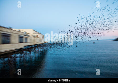 Aberystwyth, Wales, UK. Freitag, 25. November 2016. UK-Wetter: An der ersten Ampel an einem kalten und klaren Morgen brach Zehntausende Stare in riesige explosive Gruppen aus ihrer Übernachtung Schlafplatz auf den gusseisernen Beinen von Aberystwyth Pier. Jeden Tag sie ihre Fütterung zerstreuen in den Bereichen erdet und Betriebe vor der Rückkehr in der Abenddämmerung, dramatische Luftbilder Anzeigen über die Stadt Foto Credit durchzuführen: Keith Morris/Alamy Live News Stockfoto