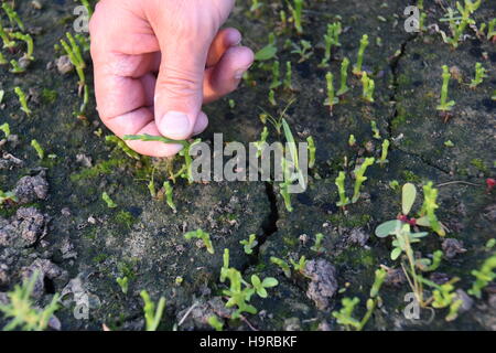 Shouguang, China Shandong Provinz. 24. November 2016. Ein Landwirt prüft kultivierten Meer Spargel, eine Gattung der saftigen salzliebende Pflanzen, die ursprünglich in Salzwiesen oder Kochsalzlösung-Alkali Böden, in einem Gewächshaus in Yangkou Stadt Shouguang City, der ostchinesischen Provinz Shandong, 24. November 2016. Shouguang, eine Stadt, die berühmt für die pflanzliche Produktion, ist der größte Gemüse Anbieter von Peking, die Hauptstadt von China. © Zhang Zhilong/Xinhua/Alamy Live-Nachrichten Stockfoto