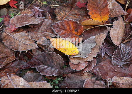 Tsukuba, Japan. 25. November 2016. Der erste Schnee schmilzt im morgendlichen Sonnenlicht während der roten und gelben Blätter-Saison im östlichen Teil der Kanto-Region in Japan. Farbige Blätter werden noch Frost am Morgen in der Wissenschaft der Tsukuba. Stockfoto