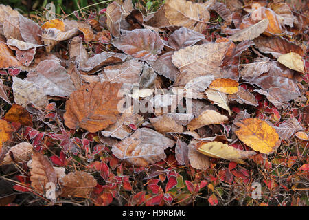 Tsukuba, Japan. 25. November 2016. Der erste Schnee schmilzt im morgendlichen Sonnenlicht während der roten und gelben Blätter-Saison im östlichen Teil der Kanto-Region in Japan. Farbige Blätter werden noch Frost am Morgen in der Wissenschaft der Tsukuba. Stockfoto