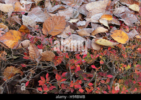 Tsukuba, Japan. 25. November 2016. Der erste Schnee schmilzt im morgendlichen Sonnenlicht während der roten und gelben Blätter-Saison im östlichen Teil der Kanto-Region in Japan. Farbige Blätter werden noch Frost am Morgen in der Wissenschaft der Tsukuba. Stockfoto