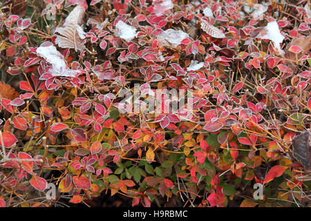 Tsukuba, Japan. 25. November 2016. Der erste Schnee schmilzt im morgendlichen Sonnenlicht während der roten und gelben Blätter-Saison im östlichen Teil der Kanto-Region in Japan. Farbige Blätter werden noch Frost am Morgen in der Wissenschaft der Tsukuba. Stockfoto