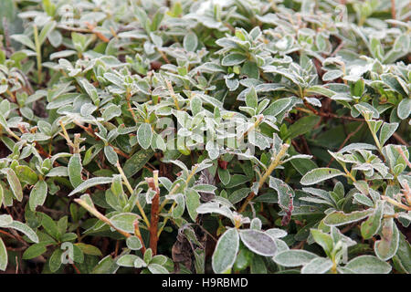 Tsukuba, Japan. 25. November 2016. Der erste Schnee schmilzt im morgendlichen Sonnenlicht während der roten und gelben Blätter-Saison im östlichen Teil der Kanto-Region in Japan. Farbige Blätter werden noch Frost am Morgen in der Wissenschaft der Tsukuba. Stockfoto