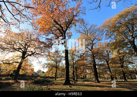 Richmond Park, SW-London, UK. 25. November 2016. Mit blauem Himmel und Sonnenschein waren die Herbstfarben in Richmond Park, SW London fabelhaft. Bildnachweis: Julia Gavin UK/Alamy Live-Nachrichten Stockfoto