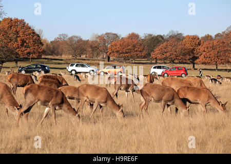 Richmond Park, SW-London, UK. 25. November 2016. Autos fahren durch die weidenden Herde, genießen die Sonne im Richmond Park, London SW. Bildnachweis: Julia Gavin UK/Alamy Live-Nachrichten Stockfoto