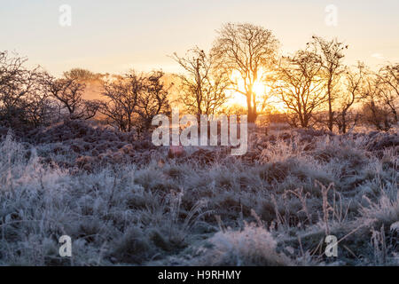 Flintshire, Nordwales. Sonnenaufgang über einem gefrorenen Landschaft als eine Herde von Wacholderdrosseln Turdus Pilariswarm sie selbst sich in der Baumgrenze Stockfoto