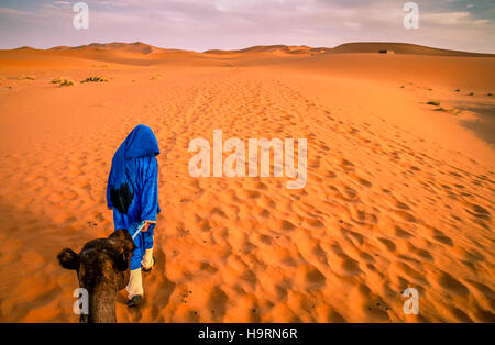 Berber führt ein Kamel in den beeindruckenden Sanddünen der Wüste Sahara in Merzouga, Marokko Stockfoto