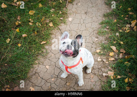 Französische Bulldogge schwarze und weiße Farbe. Herbst-Spaziergang Stockfoto