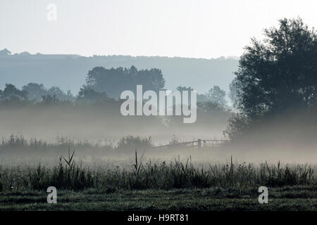 Morgennebel über Wiese. Stockfoto