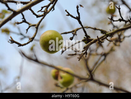 Äpfel haben in Bury uk ihr bestes an Baum hinter sich Stockfoto