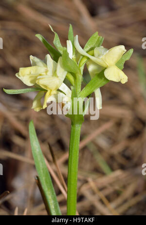 Roman Orchidee - Dactylorhiza Romana im Pinienwald Stockfoto