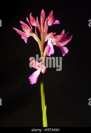 Rosa Schmetterling Orchidee - Orchis papilionacea Stockfoto