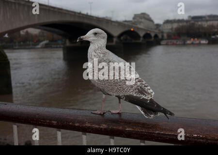 Eine große Möwe thront auf einer Schiene mit Blick auf die Themse auf der Londoner Southbank, England. Stockfoto