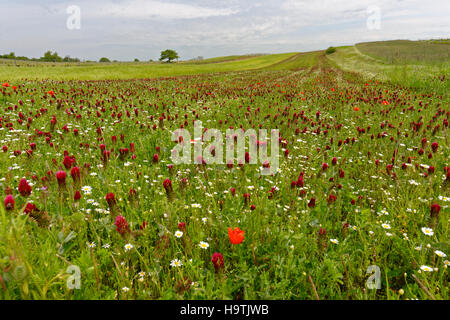 Blühende crimson Clover Feld (Trifolium Incarnatum), Oslip, Neusiedlersee, Burgenland, Österreich Stockfoto