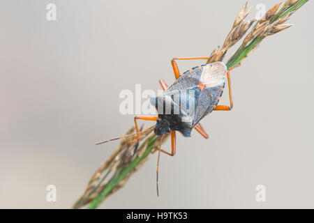 Wald-Fehler (Pentatoma Art) auf dem Rasen, Emsland, Niedersachsen, Deutschland Stockfoto