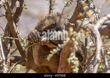 Anubis oder Olive Pavian (Papio Anubis) sitzt im Baum, Samburu National Reserve, Kenia Stockfoto