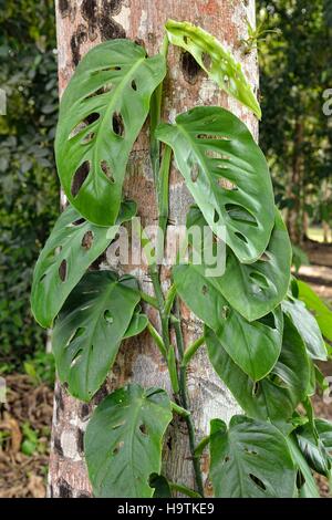 Philodendron (Monstera Obliqua), Schweizer Käse Weinbau auf Baumstamm im Regenwald, alte Maya-Stadt Yaxchilan, Chiapas Stockfoto