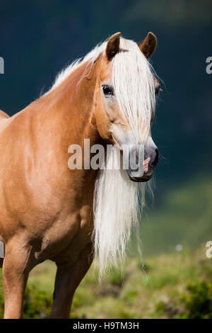 Haflinger mit langer Mähne auf der Alp, Porträt, Kühtai, Tirol, Österreich Stockfoto