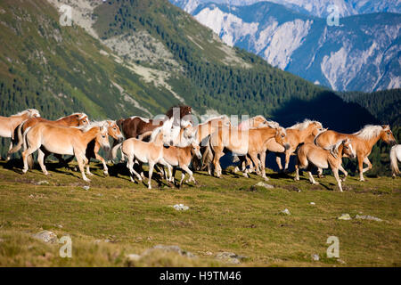 Dun Haflinger Herde Traben, Weide, Kühtai, Tirol, Österreich Stockfoto