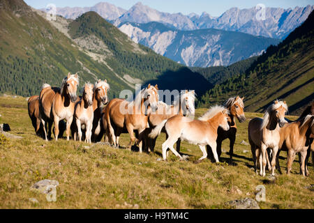 Dun Haflinger Herde Traben, Weide, Kühtai, Tirol, Österreich Stockfoto